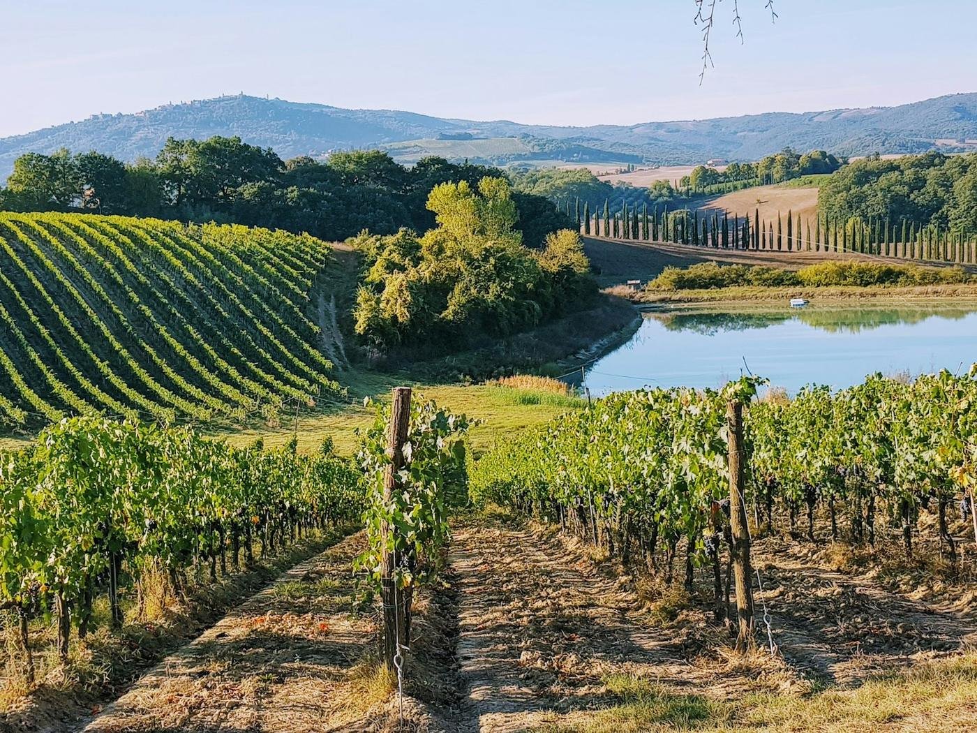 Vineyards in the Tuscan hills
